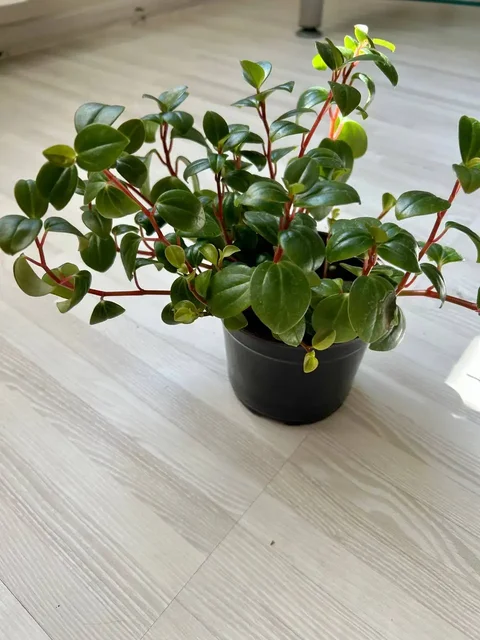 Продажа пеперомии в Дзержинском районе - Мототехника в Волгоград