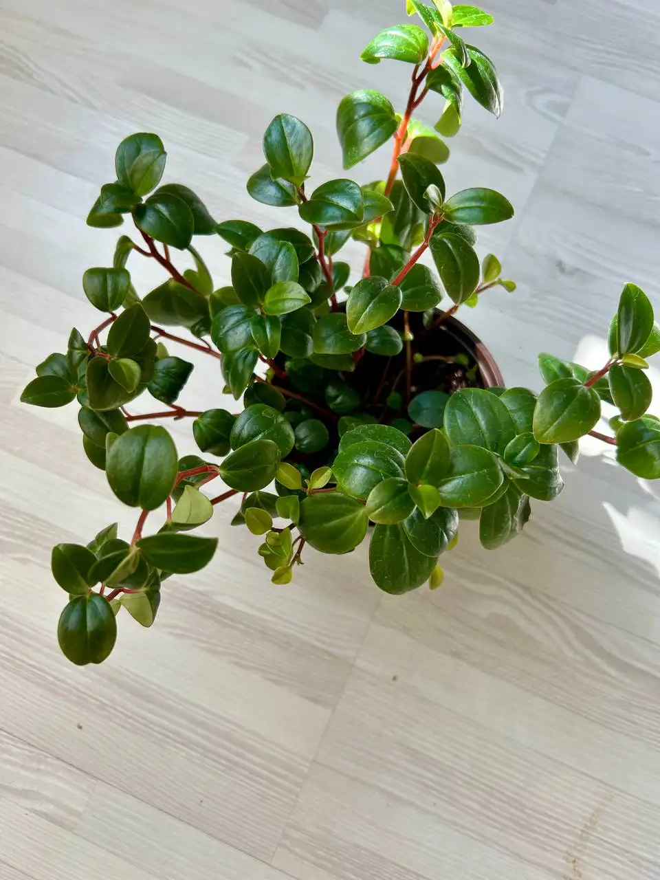Продажа пеперомии в Дзержинском районе - Растения (Хобби и отдых) в Волгоград