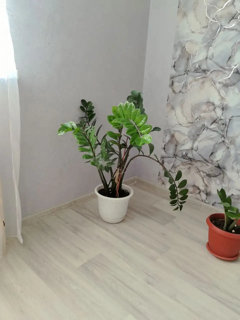 Продам замиокулькас в горшках - Растения (Для дома и дачи) в Волгоград