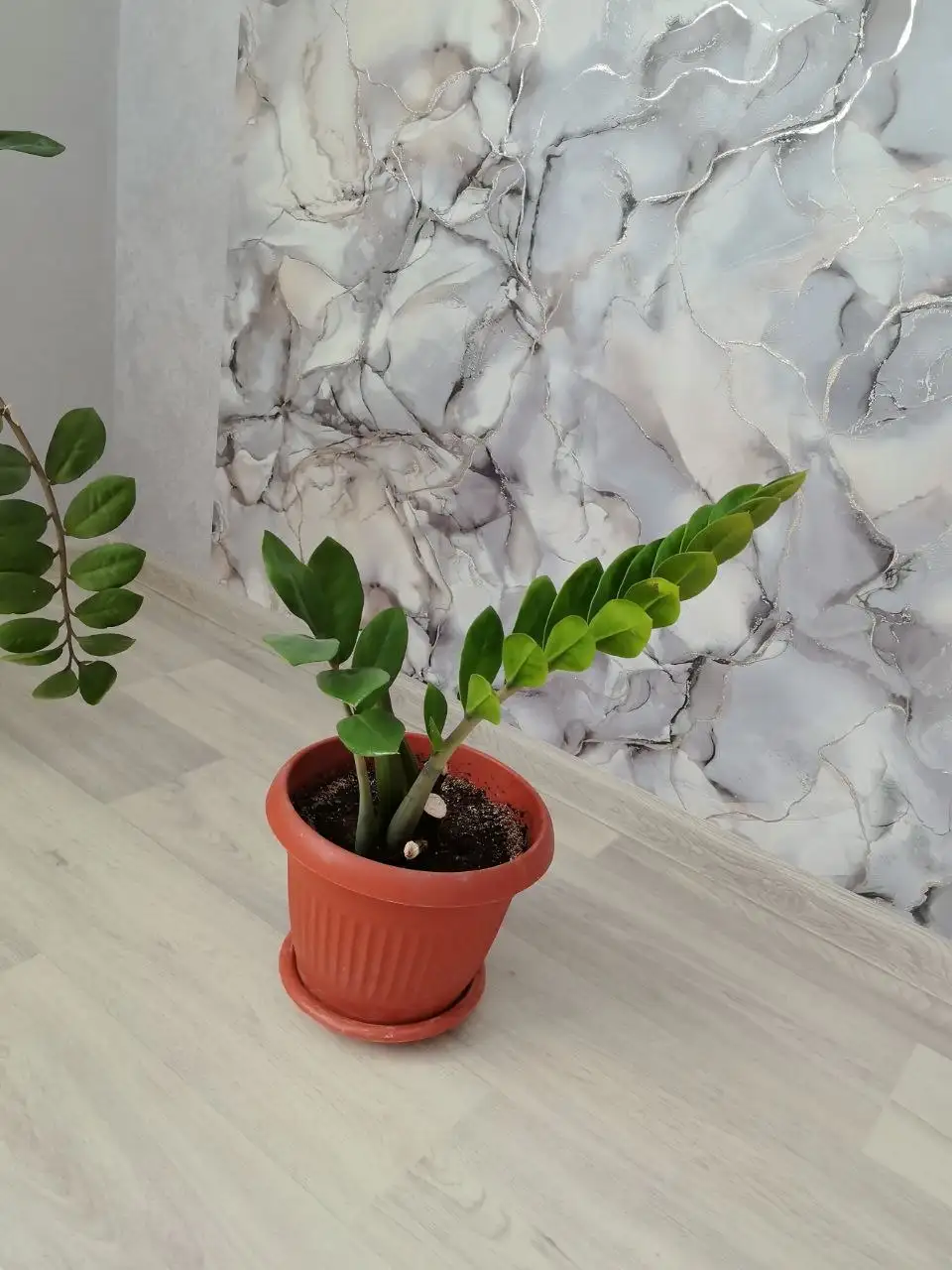 Продам замиокулькас в горшках - Растения (Для дома и дачи) в Волгоград