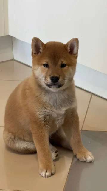 Щенки сиба ину - частное объявление в Волгоград