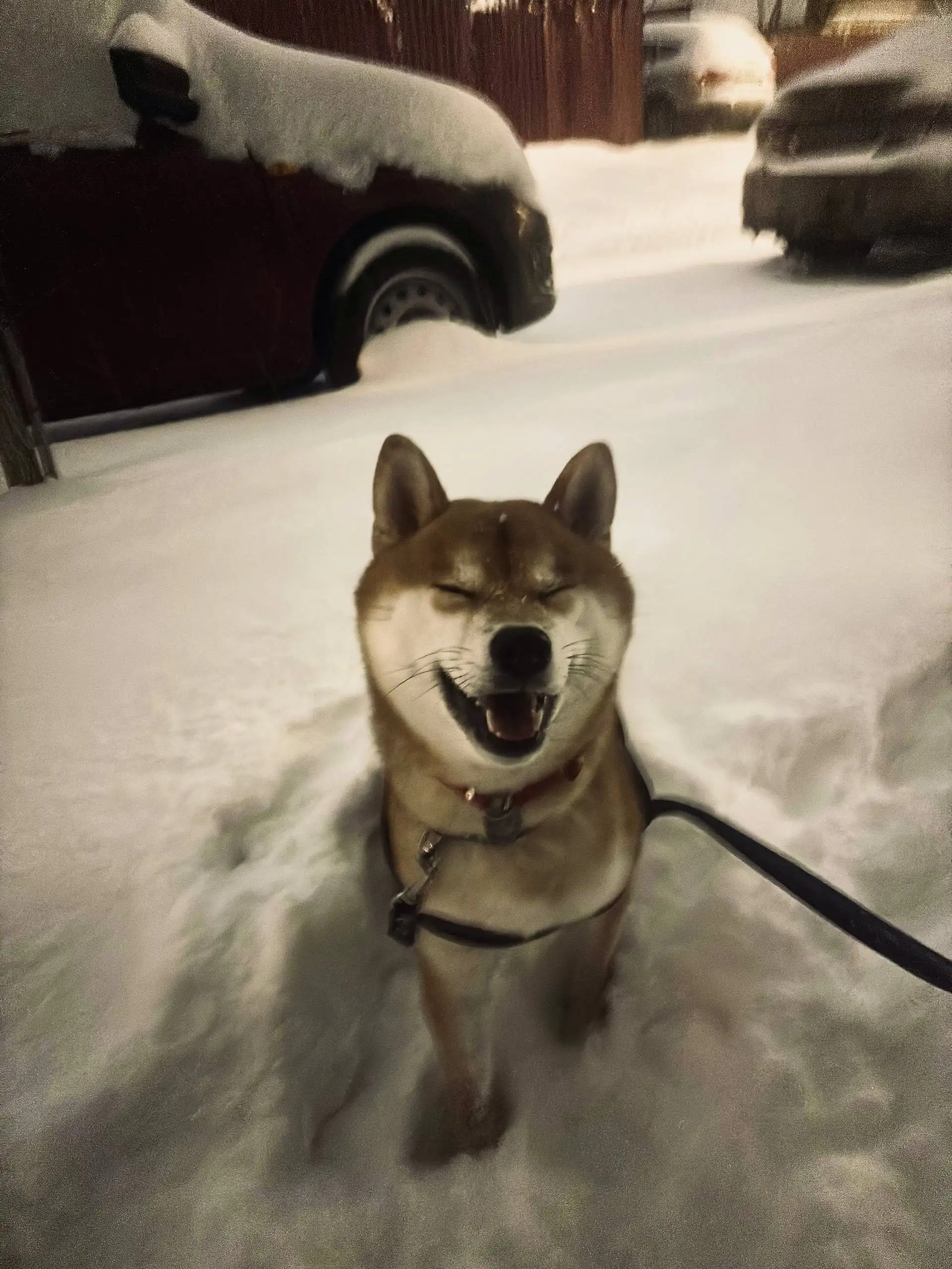 Щенки сиба ину - Собаки (Животные) в Волгоград
