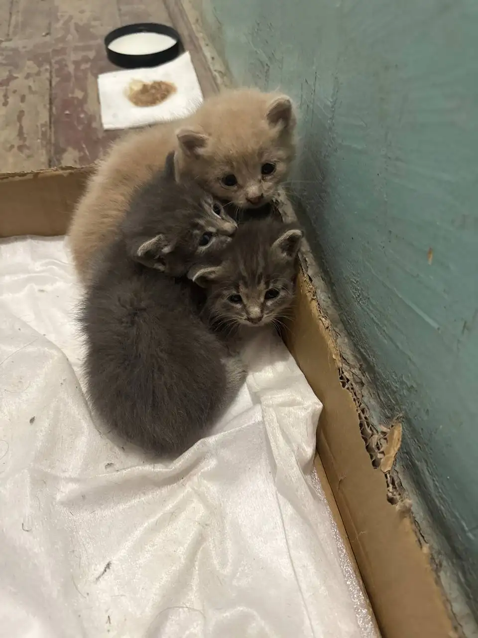 Котята в парикмахерской Дива - Кошки (Животные) в Волгоград