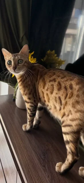 Чистокровные золотистые бенгальские котята - частное объявление в Волгоград