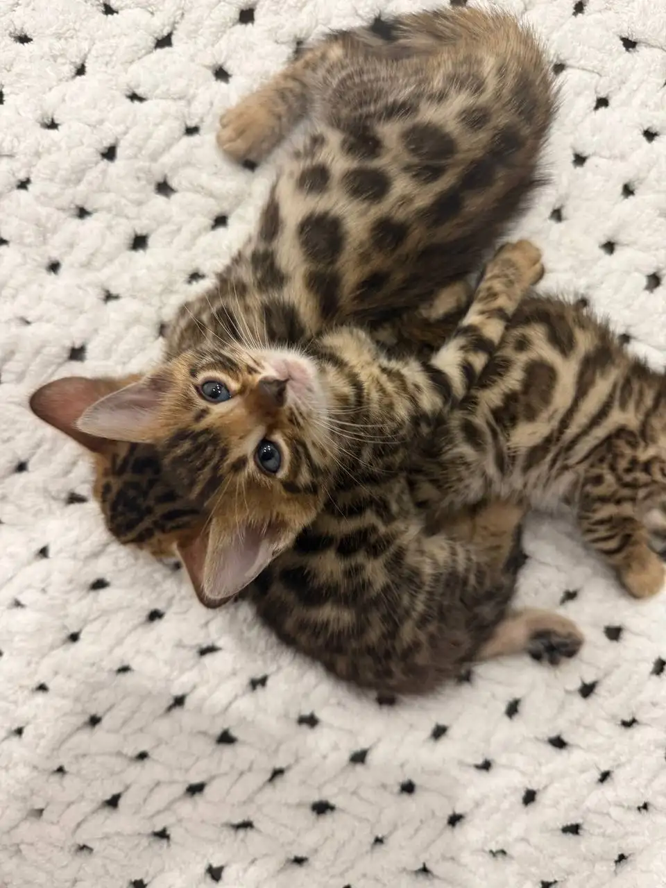 Чистокровные золотистые бенгальские котята - Кошки (Животные) в Волгоград