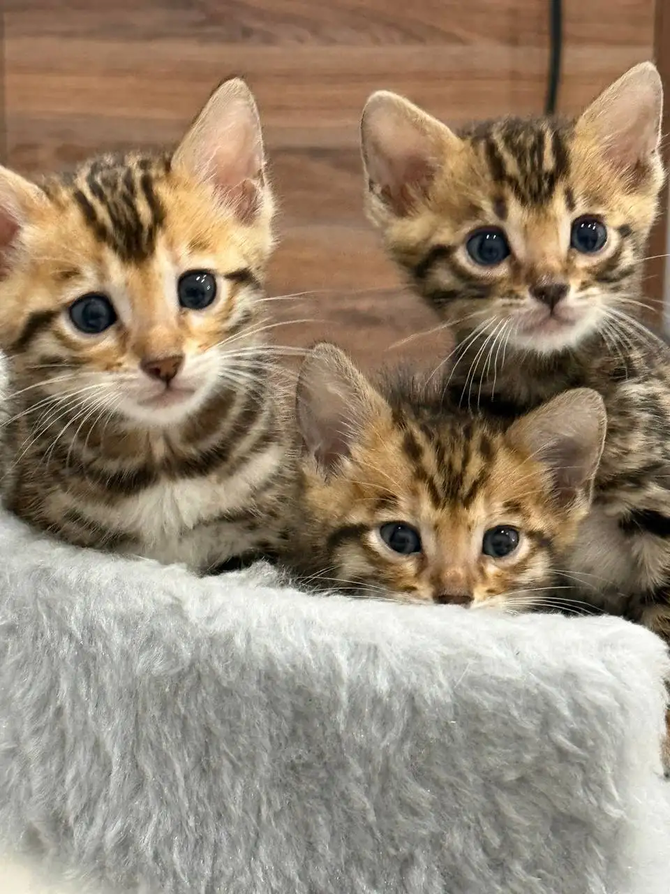 Чистокровные золотистые бенгальские котята - Кошки (Животные) в Волгоград