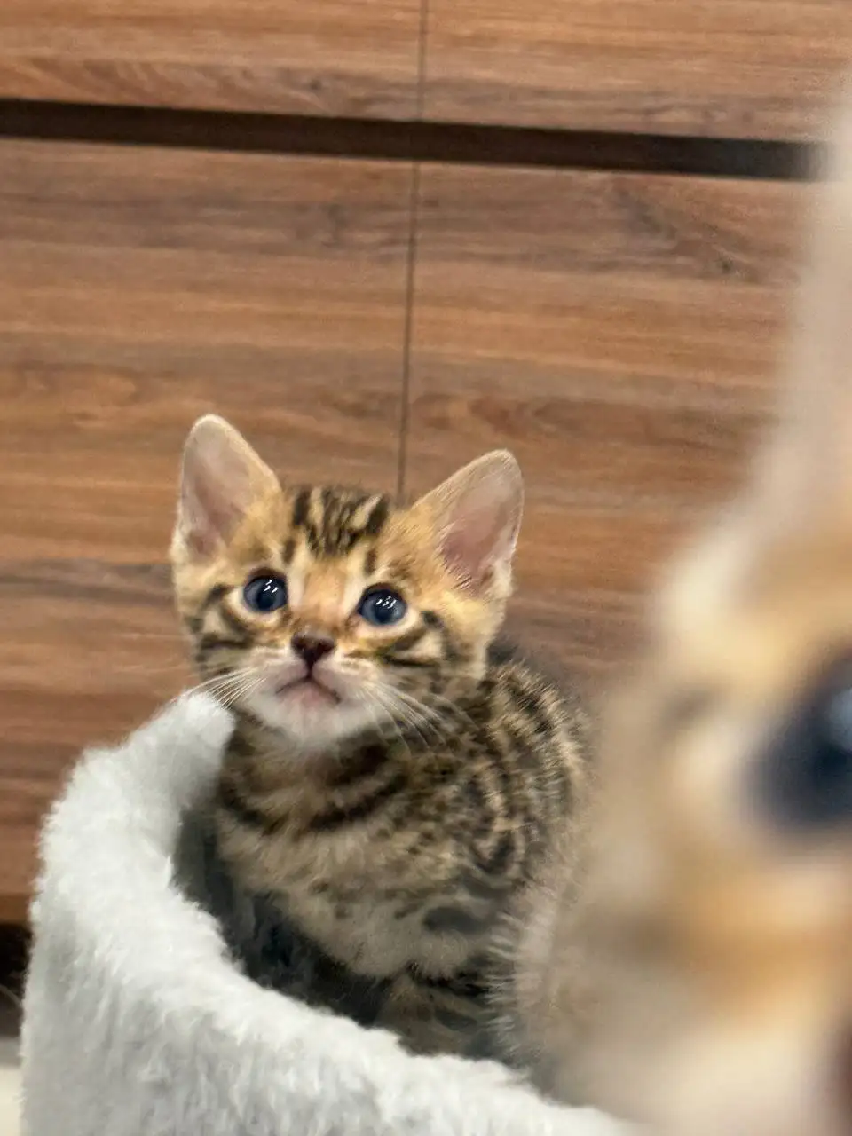 Чистокровные золотистые бенгальские котята - Кошки (Животные) в Волгоград