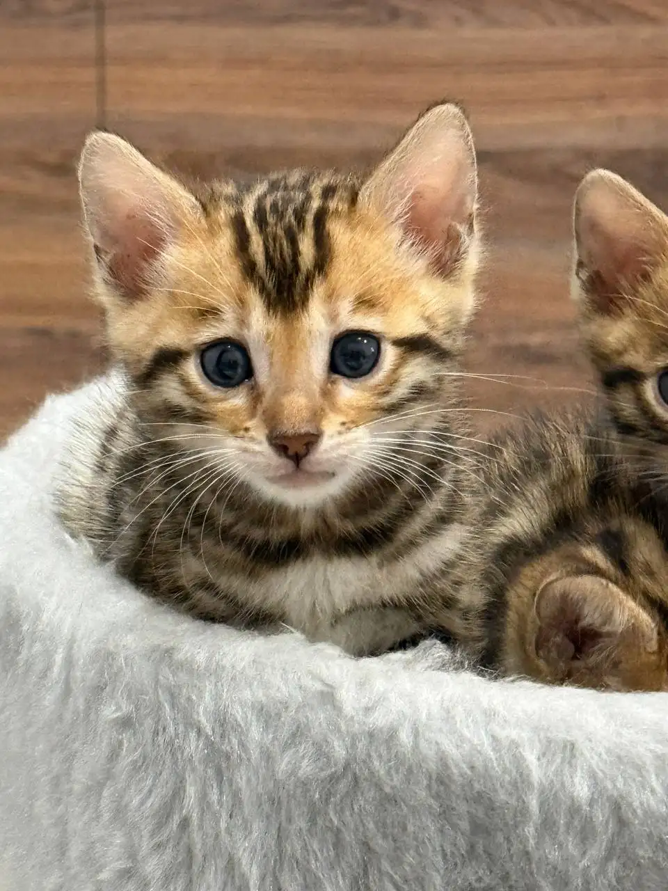 Чистокровные золотистые бенгальские котята - Кошки (Животные) в Волгоград