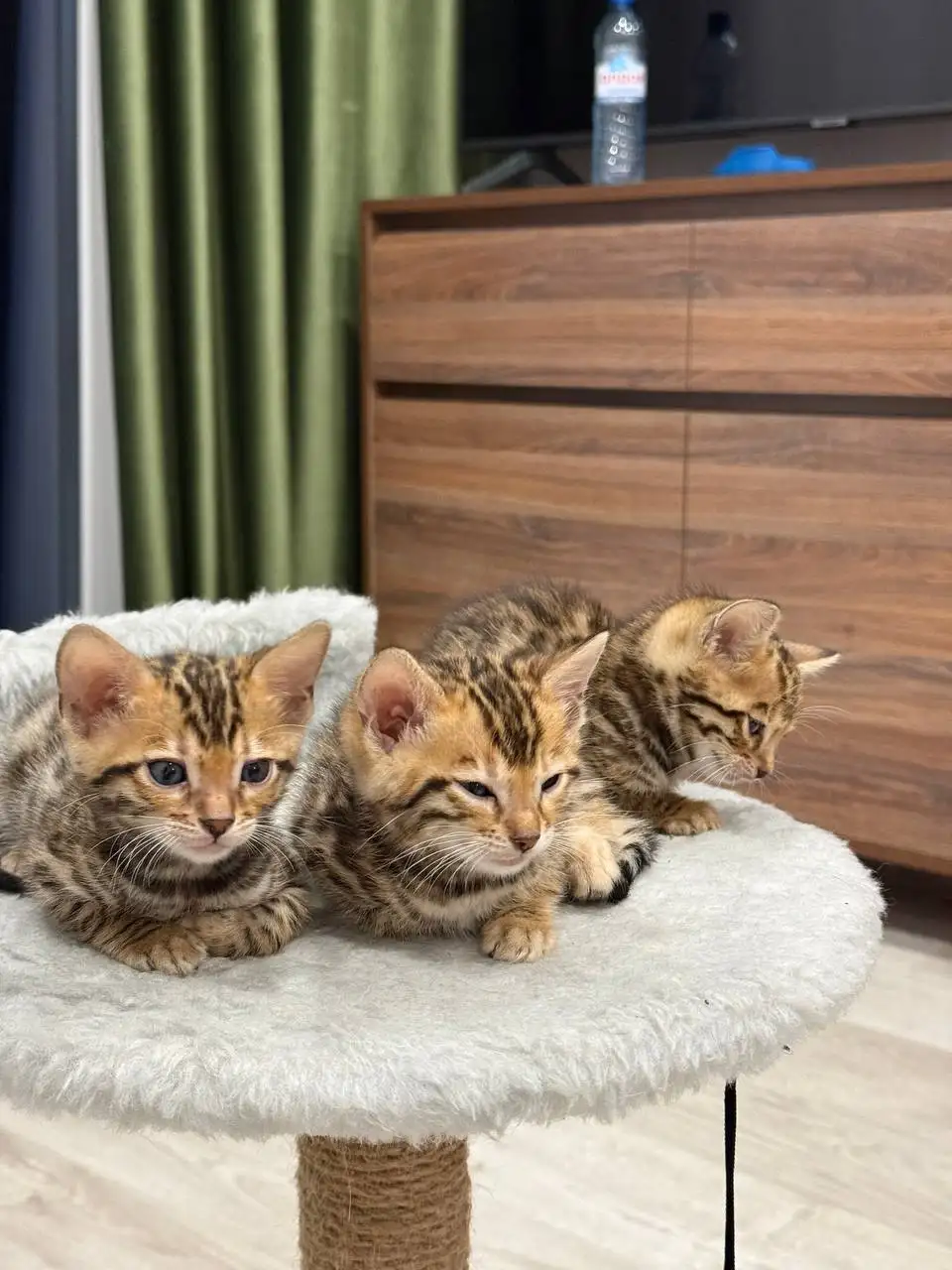 Чистокровные золотистые бенгальские котята - Кошки (Животные) в Волгоград