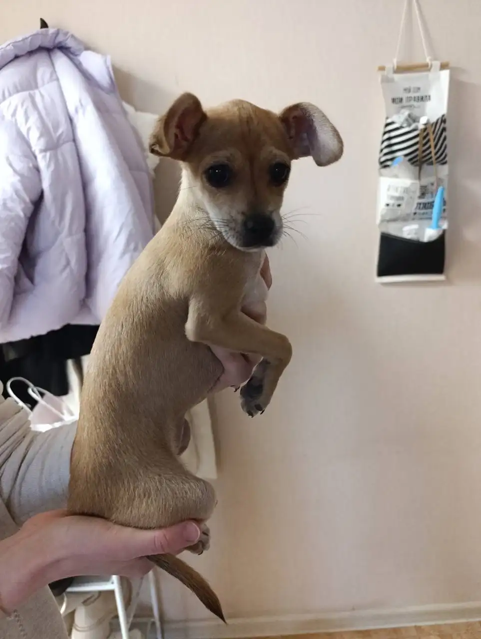 Найдена породистая собака в Дзержинском районе Волгограда - Собаки (Животные) в Волгоград