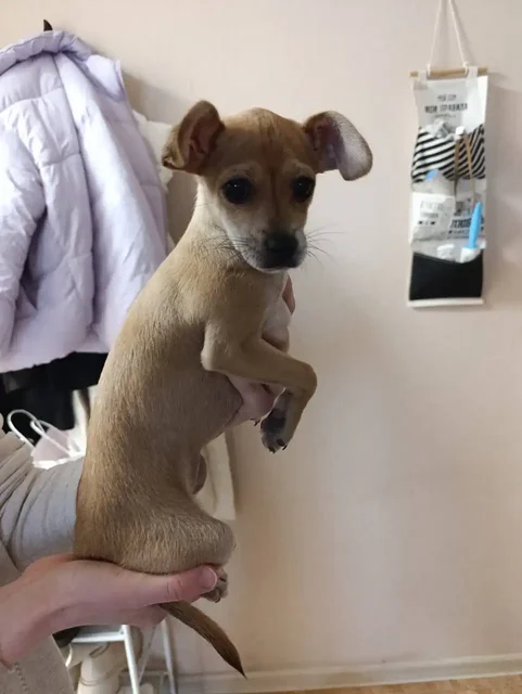 Найдена породистая собака в Дзержинском районе Волгограда - частное объявление в Волгоград