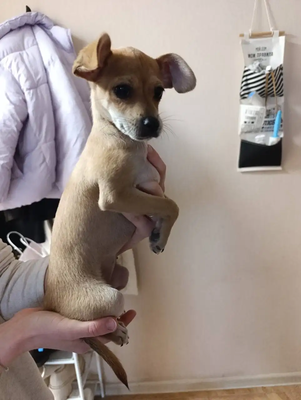 Найдена породистая собака в Дзержинском районе Волгограда - Собаки (Животные) в Волгоград