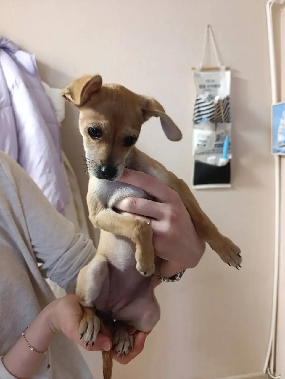 Найдена породистая собака в Дзержинском районе Волгограда - Собаки (Животные) в Волгоград