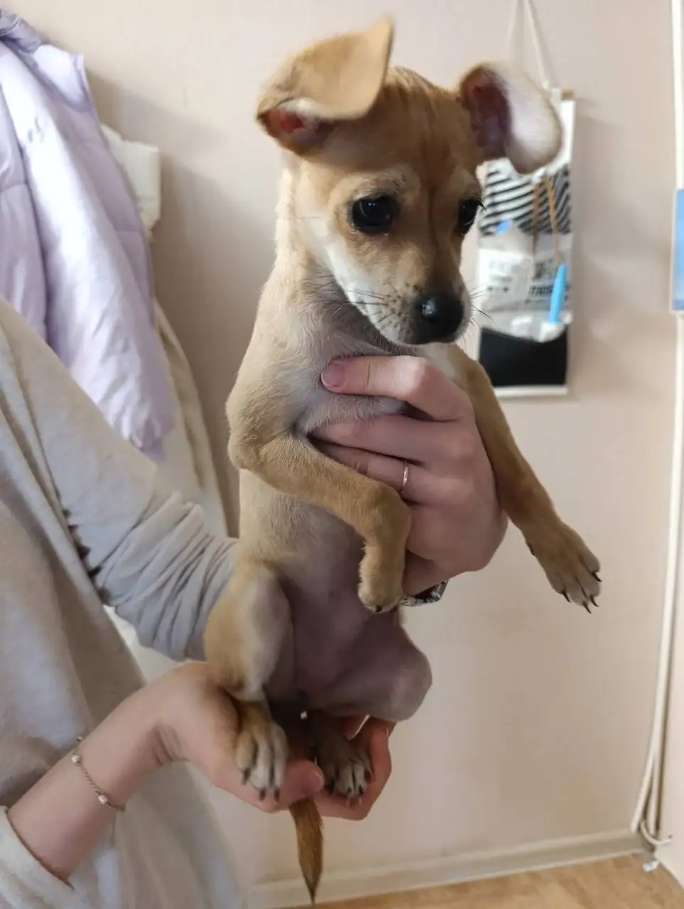 Найдена породистая собака в Дзержинском районе Волгограда - Собаки (Животные) в Волгоград