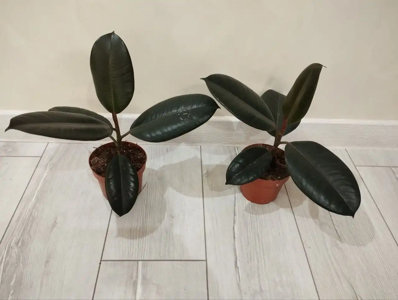 Фикус Абиджан