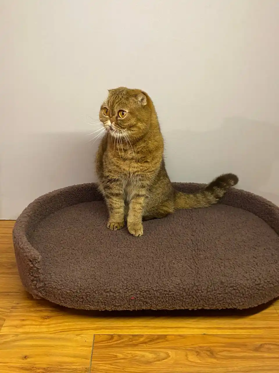 Продам диванчик для кошек