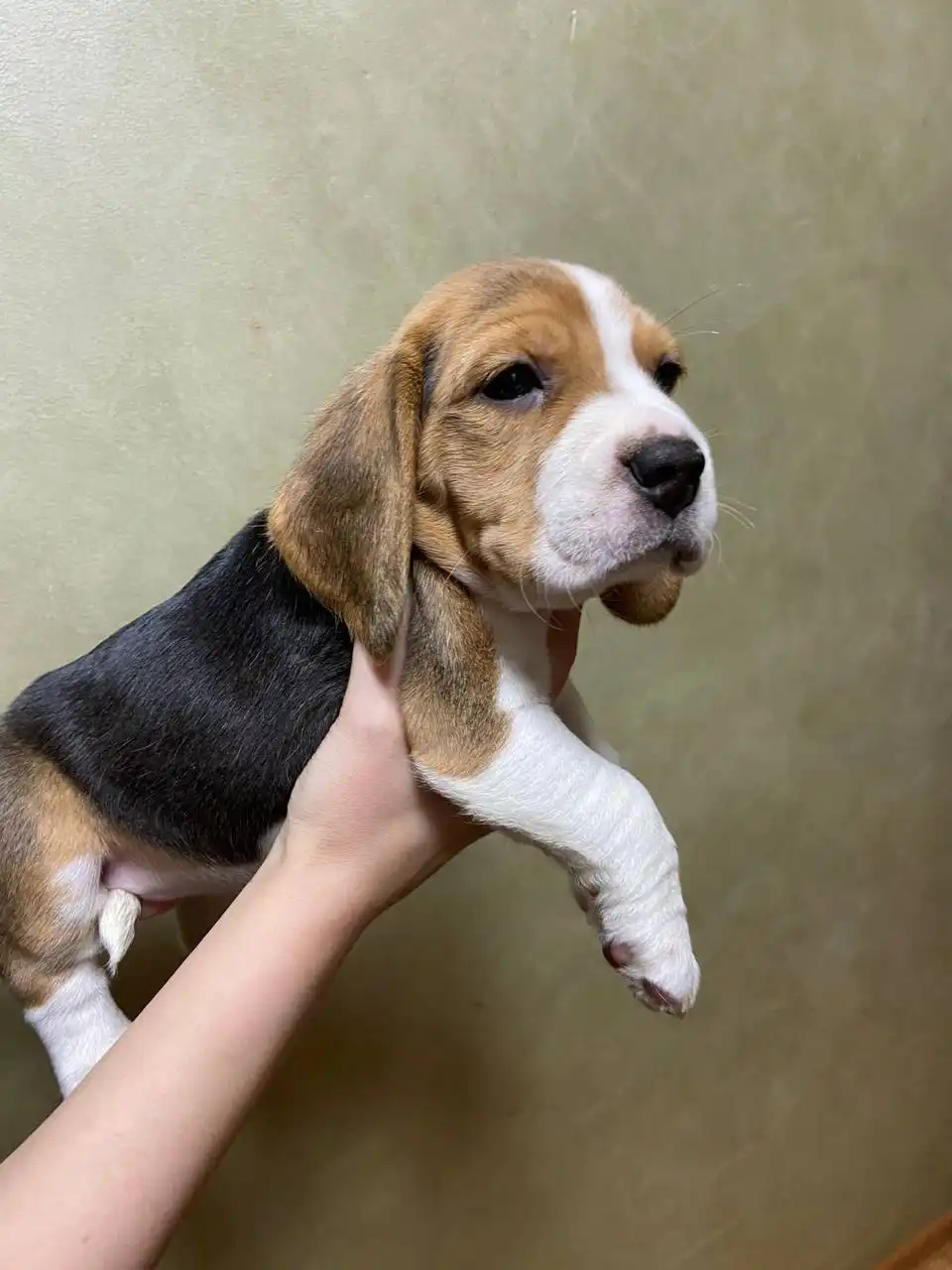 Продам щенка бигля девочку