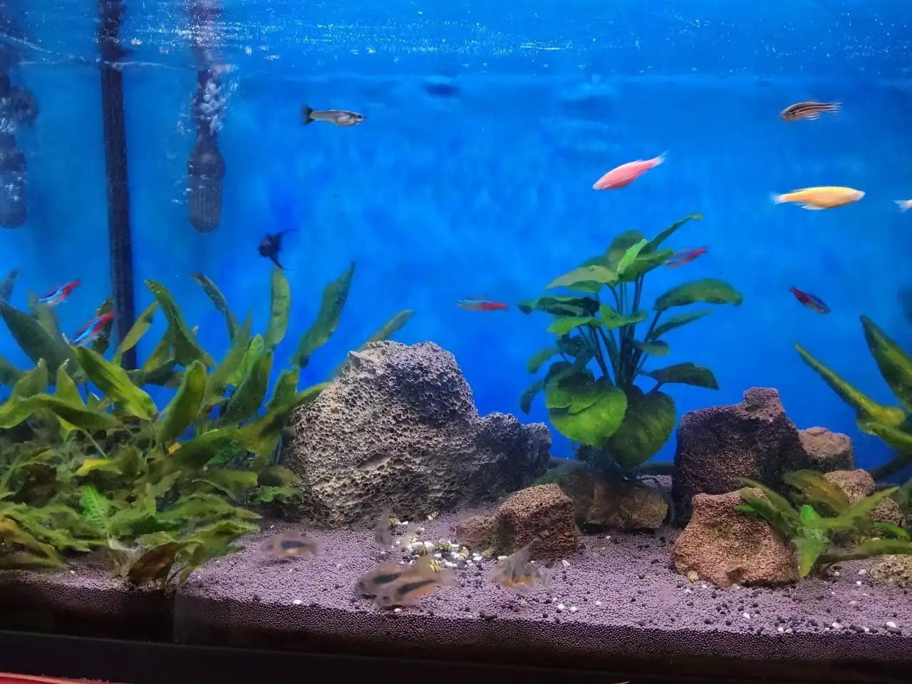 Продам аквариум Биодизайн 115 литров с комплектацией