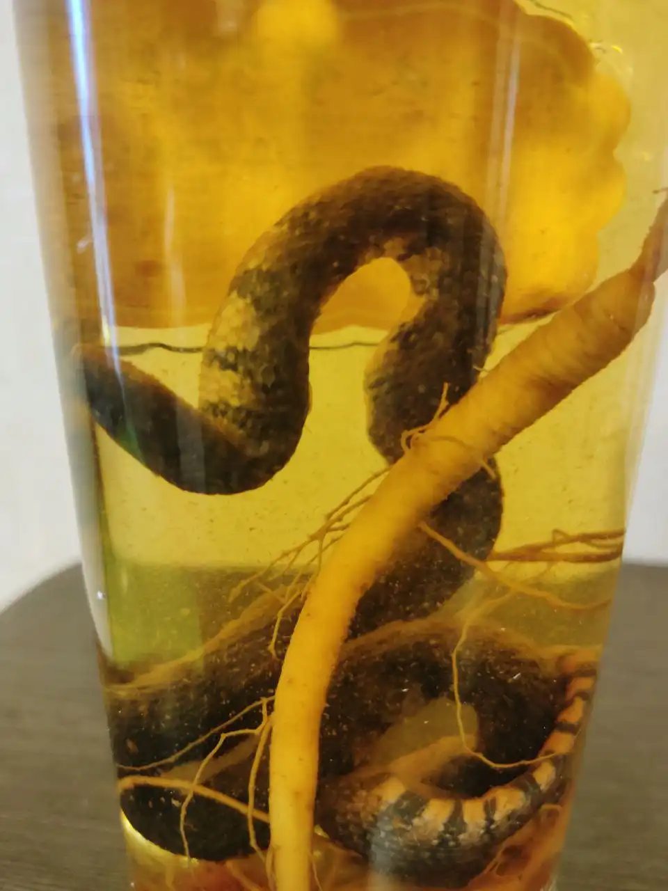 Заформалиненная змея для интерьера