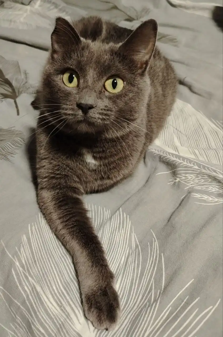 Кошечка в добрые руки