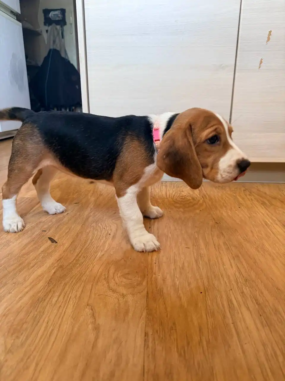 Щенок бигля девочка