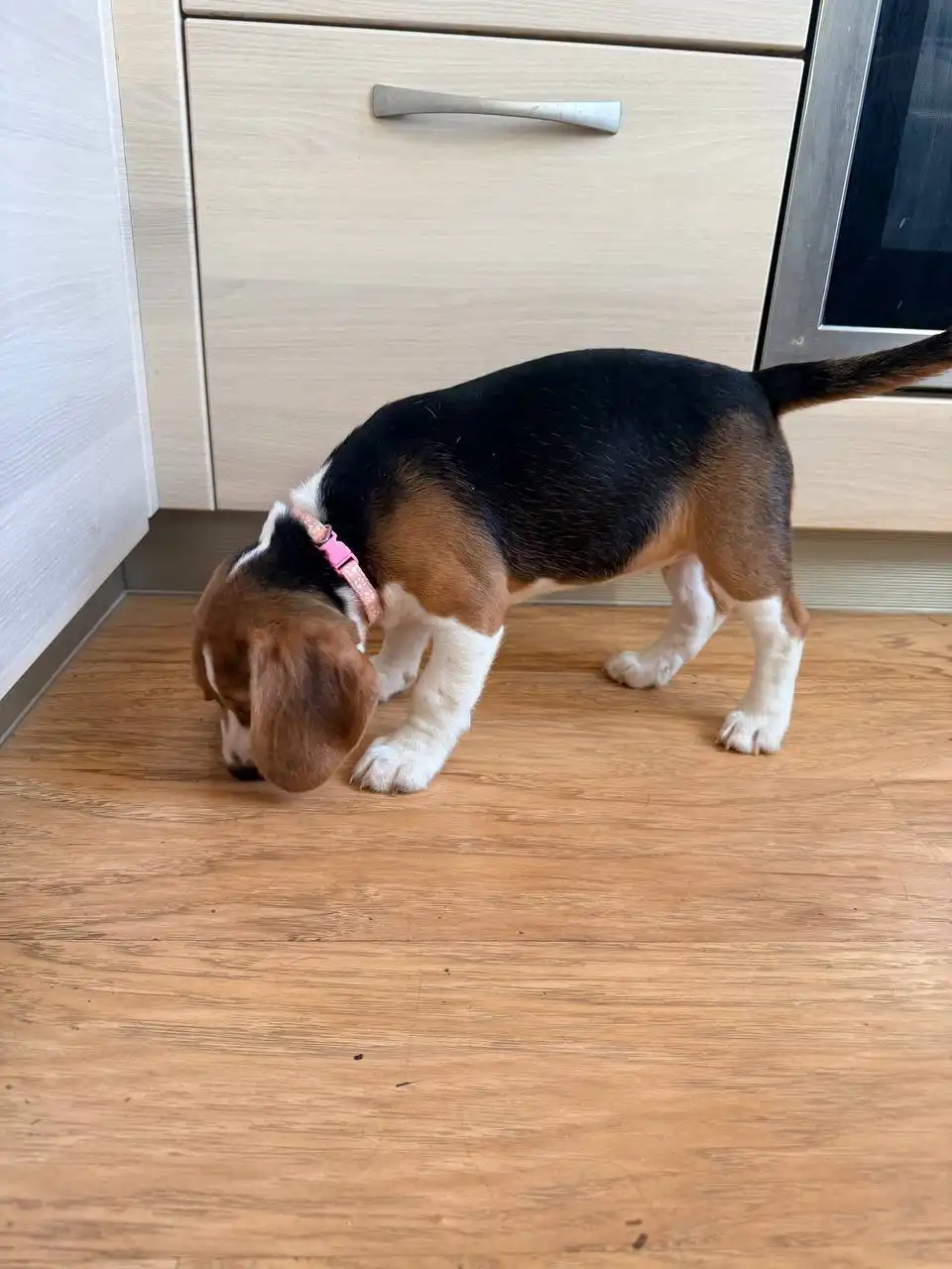 Щенок бигля девочка