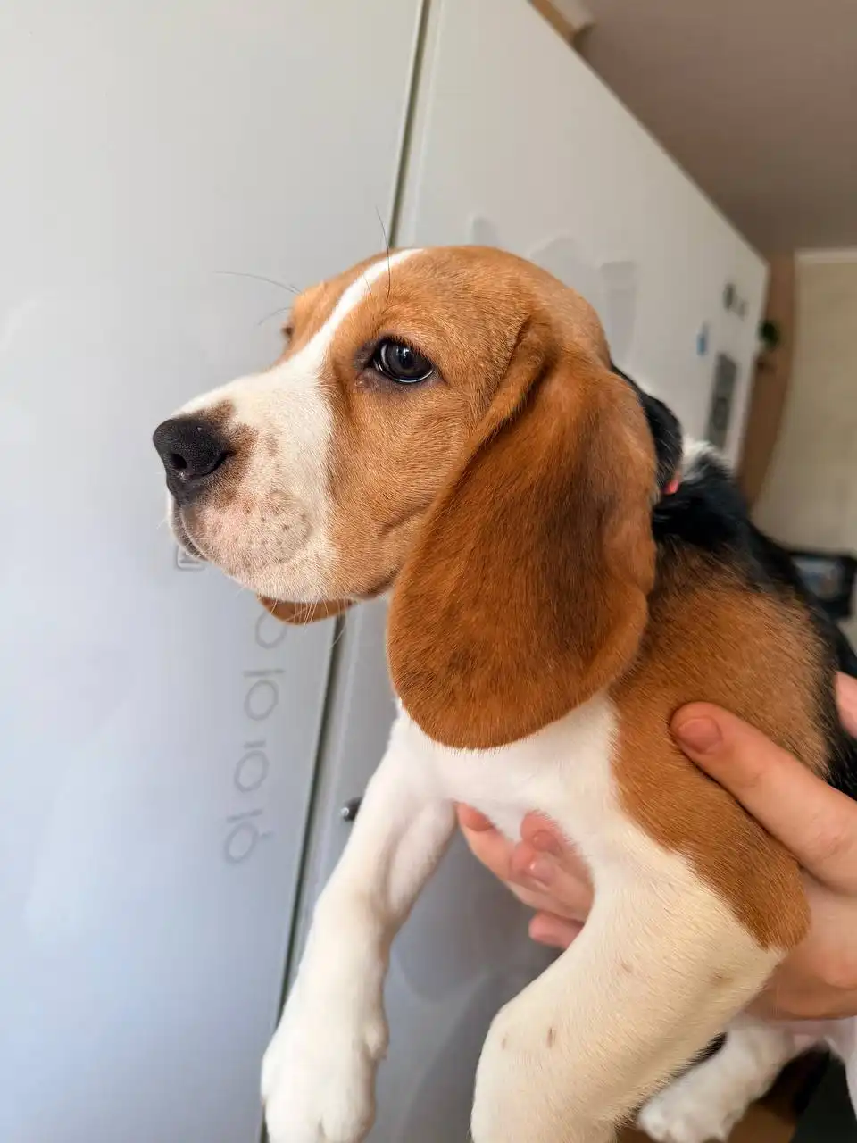 Щенок бигля девочка