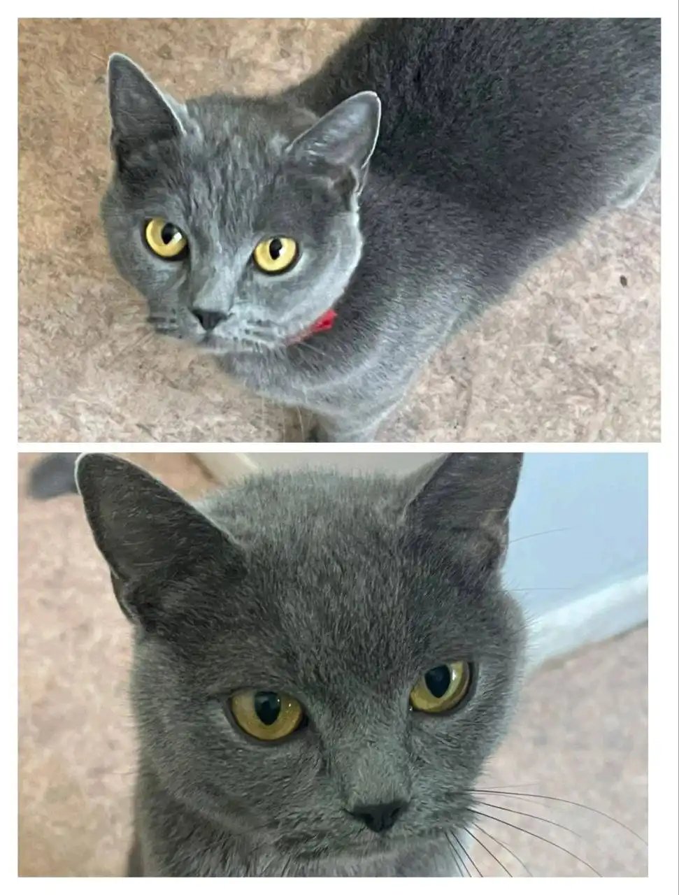 Пристраивается кошечка в Хабаровске