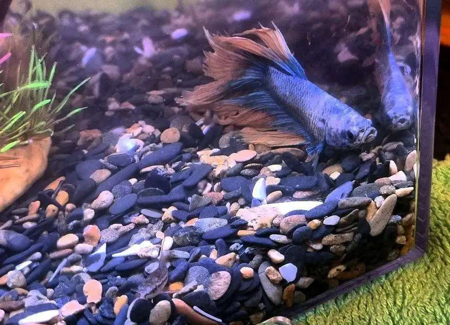 Продажа аквариума с рыбками в Хабаровске