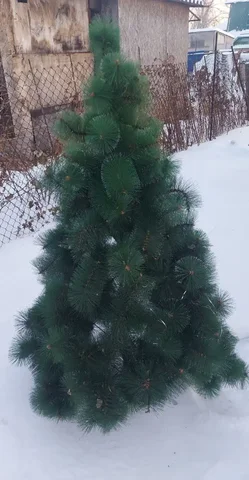 Отдам небольшую ёлку - Разное в Хабаровск