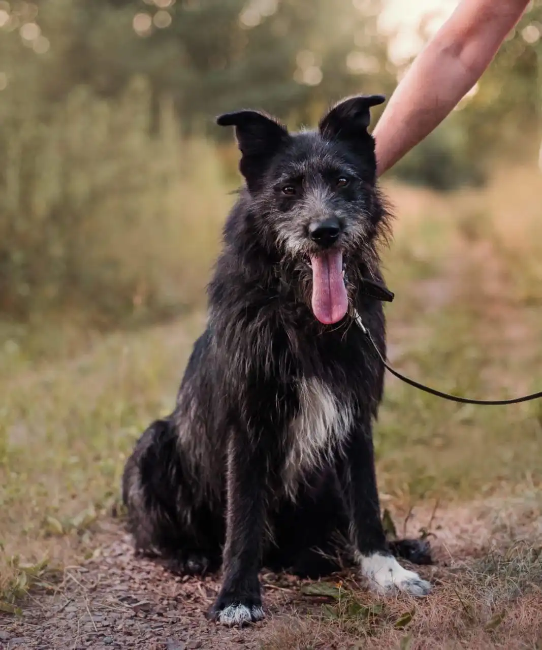 Пёс Бородулька ищет хозяина в Хабаровске - Собаки (Животные) в Хабаровск