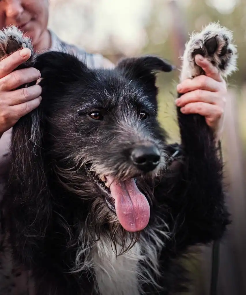 Пёс Бородулька ищет хозяина в Хабаровске - Собаки (Животные) в Хабаровск