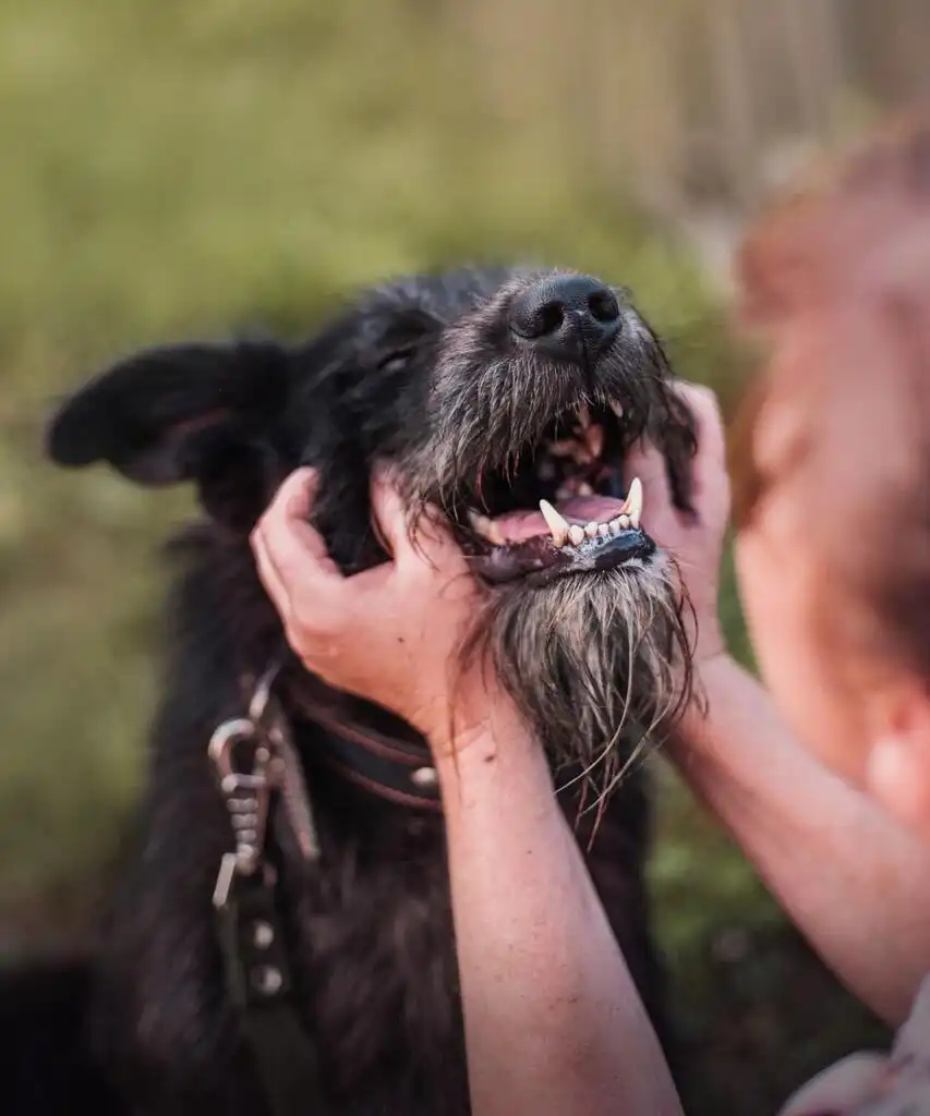 Пёс Бородулька ищет хозяина в Хабаровске - Собаки (Животные) в Хабаровск