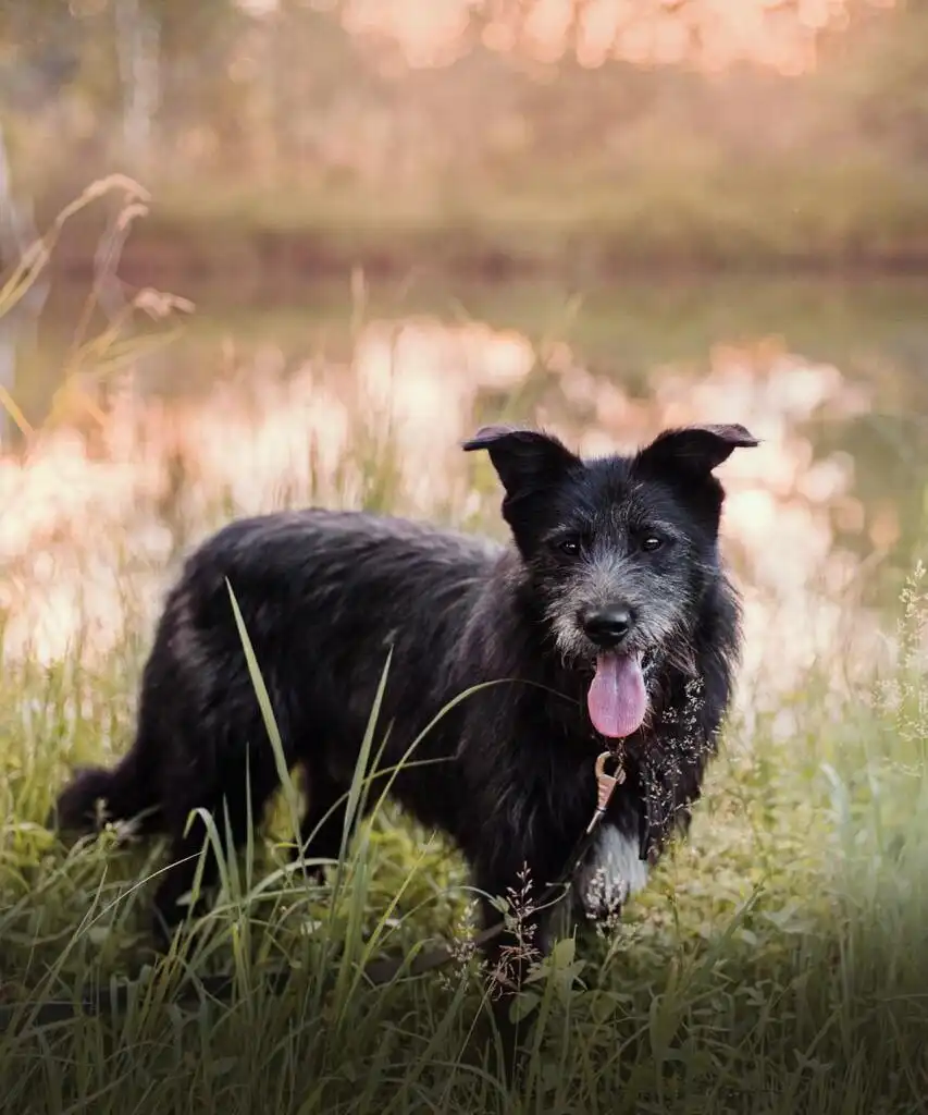 Пёс Бородулька ищет хозяина в Хабаровске - Собаки (Животные) в Хабаровск