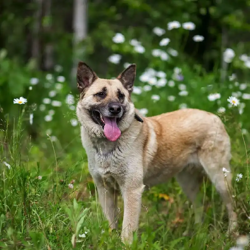 Ищет дом умница и красавица Джина в Хабаровске