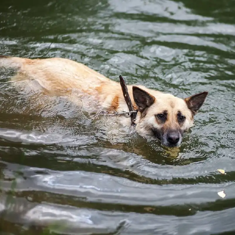 Ищет дом умница и красавица Джина в Хабаровске