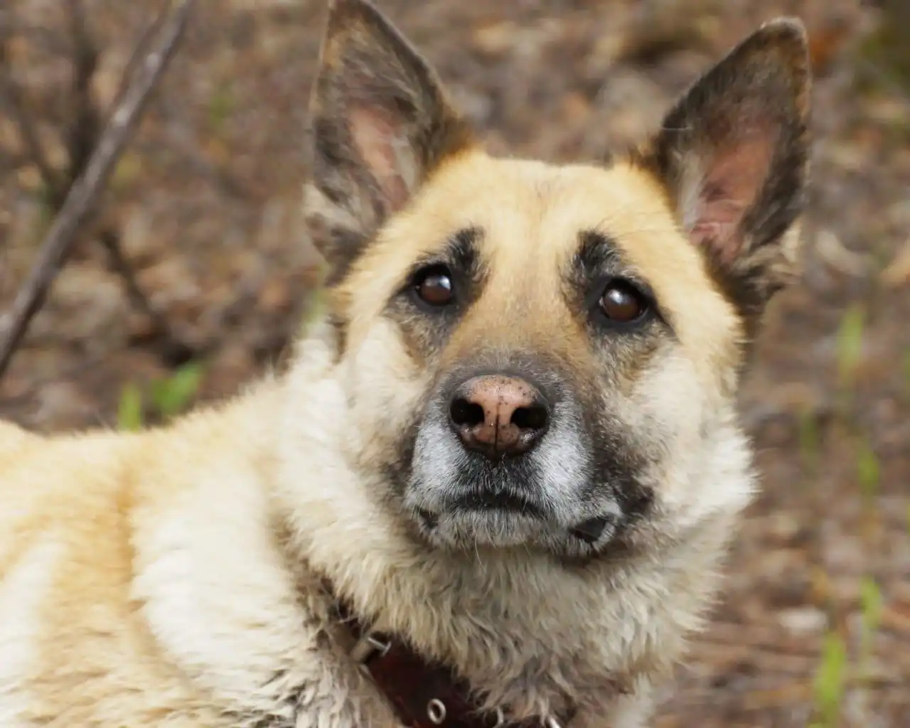 Ищет дом умница и красавица Джина в Хабаровске