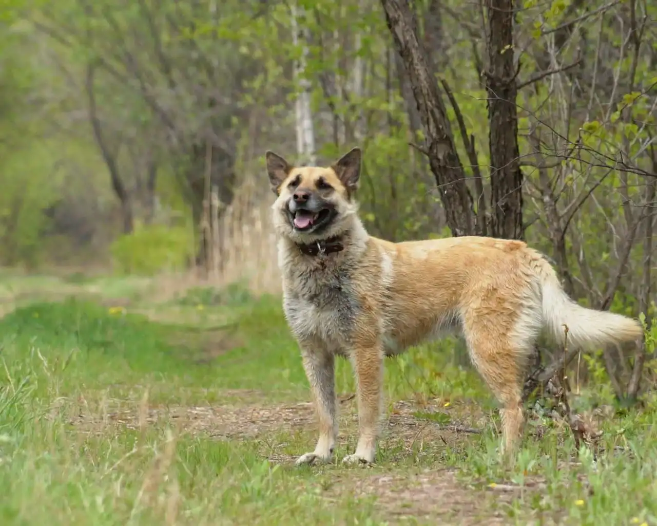 Ищет дом умница и красавица Джина в Хабаровске