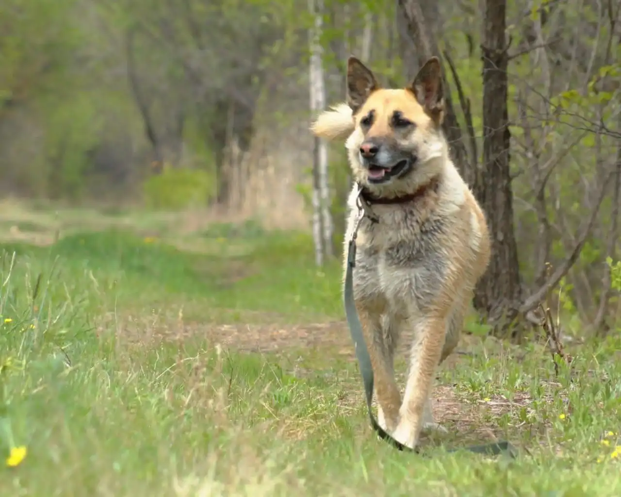 Ищет дом умница и красавица Джина в Хабаровске