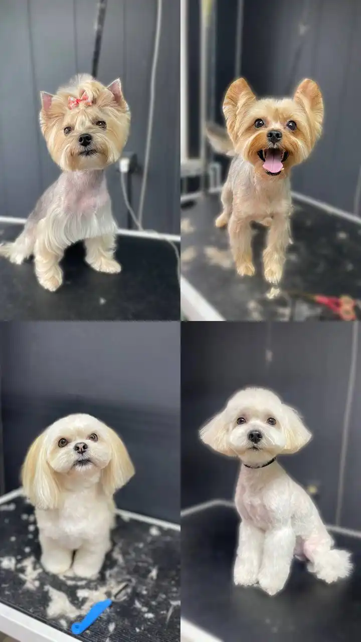 Требуются модели животных для обучения груминга