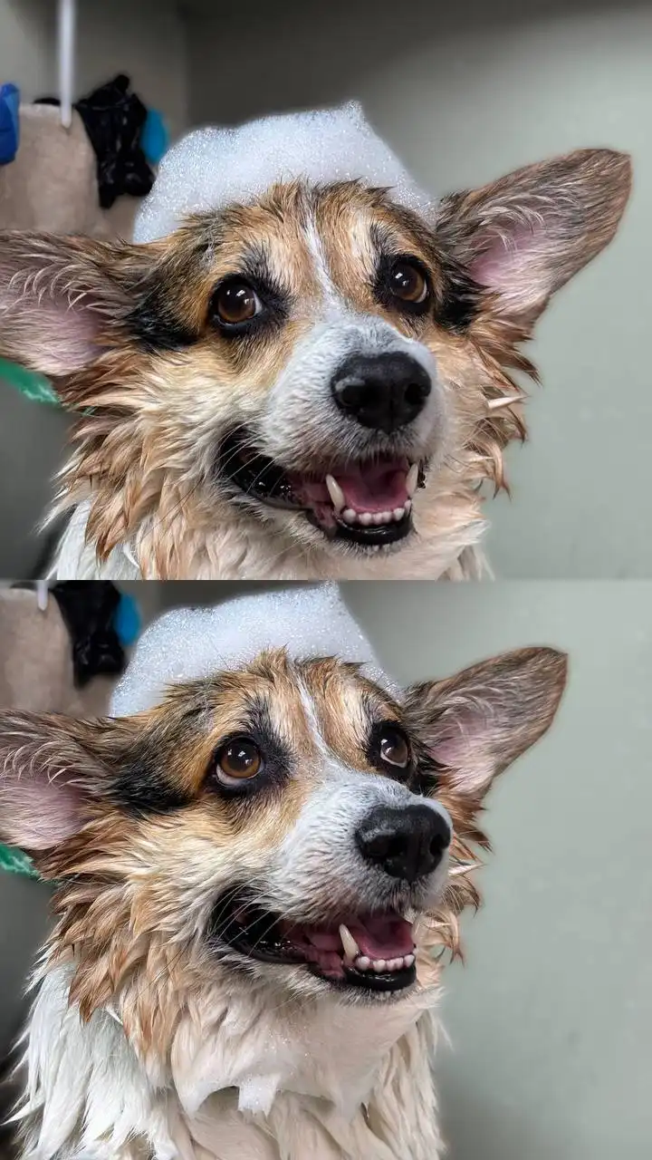 Требуются модели животных для обучения груминга