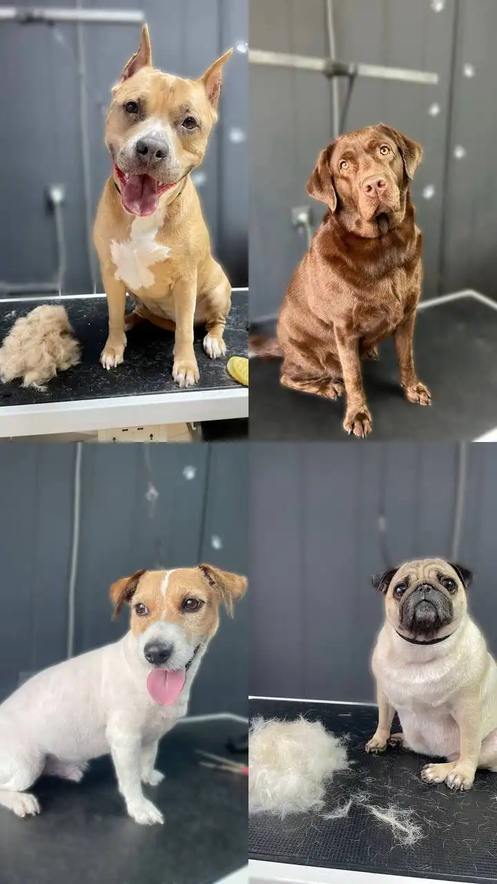 Требуются модели животных для обучения груминга