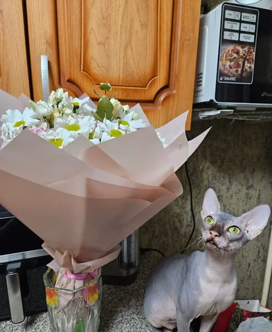 Продам кота с лотком и наполнителем - частное объявление в Хабаровск