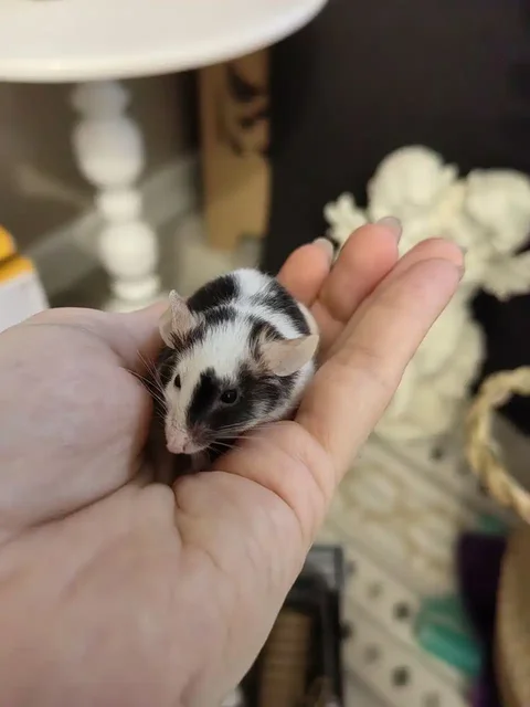 Хомяк в добрые руки с клеткой - Кошки в Хабаровск