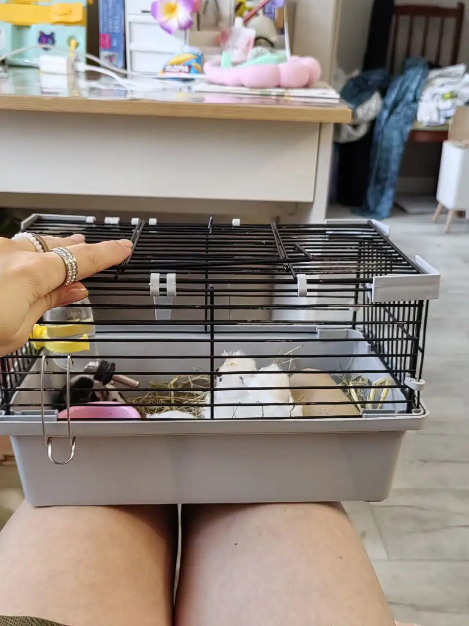 Хомяк в добрые руки с клеткой - Грызуны (Животные) в Хабаровск