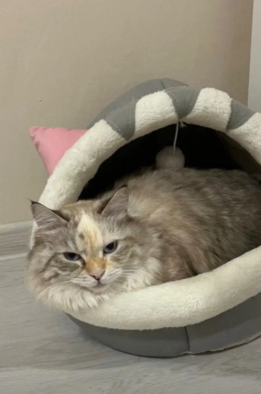Новая лежанка для кошки - Товары для детей в Хабаровск