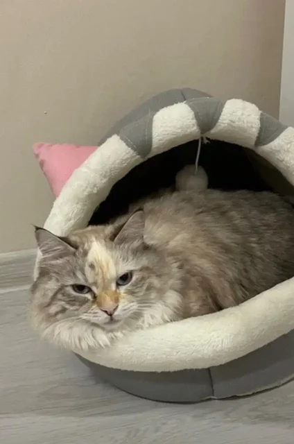Новая лежанка для кошки - Хранение игрушек в Хабаровск