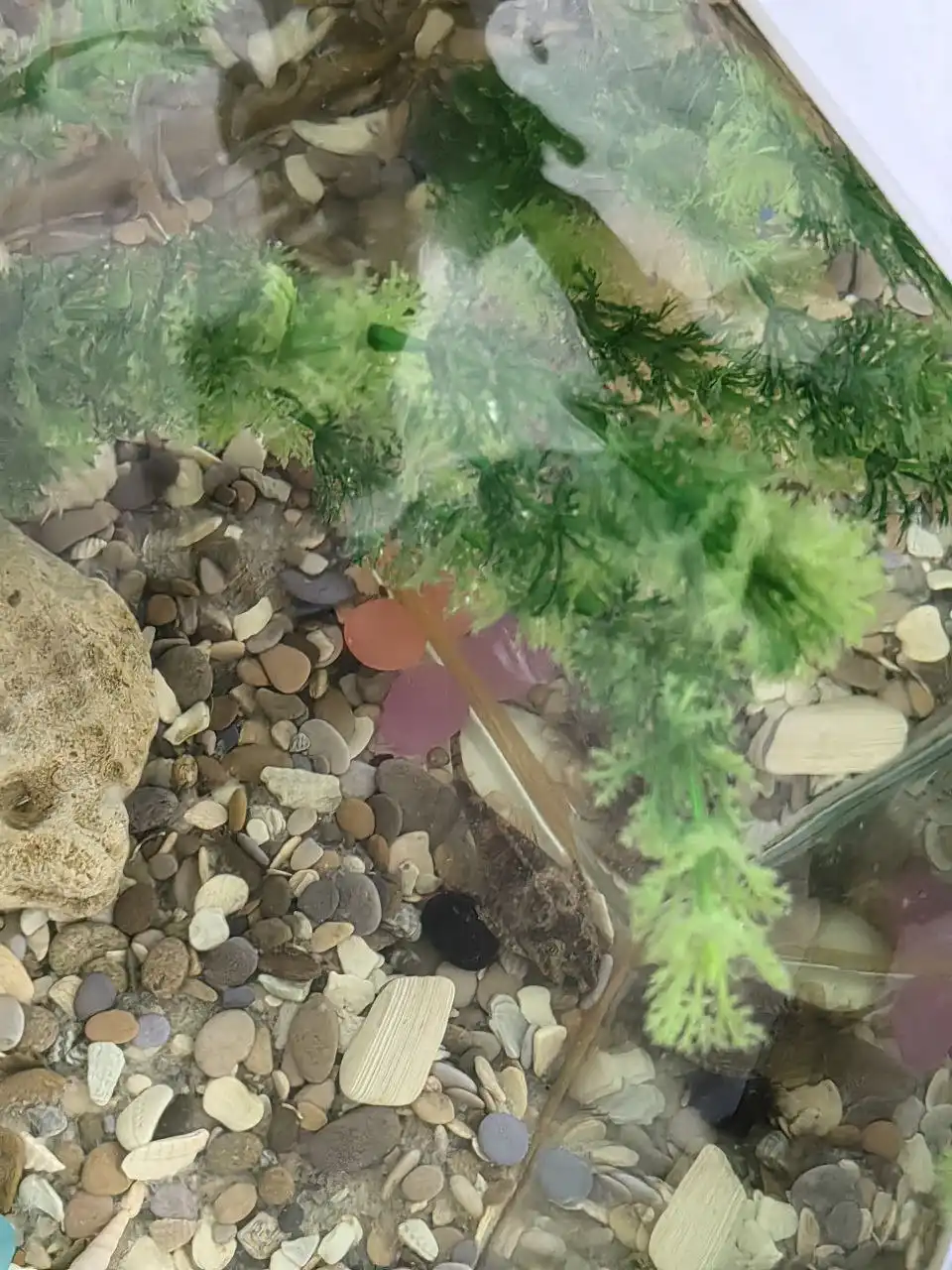 Аквариум 40 литров с рыбками и комплектом - Аквариумистика (Животные) в Хабаровск