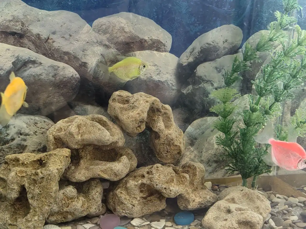 Аквариум 40 литров с рыбками и комплектом - Аквариумистика (Животные) в Хабаровск