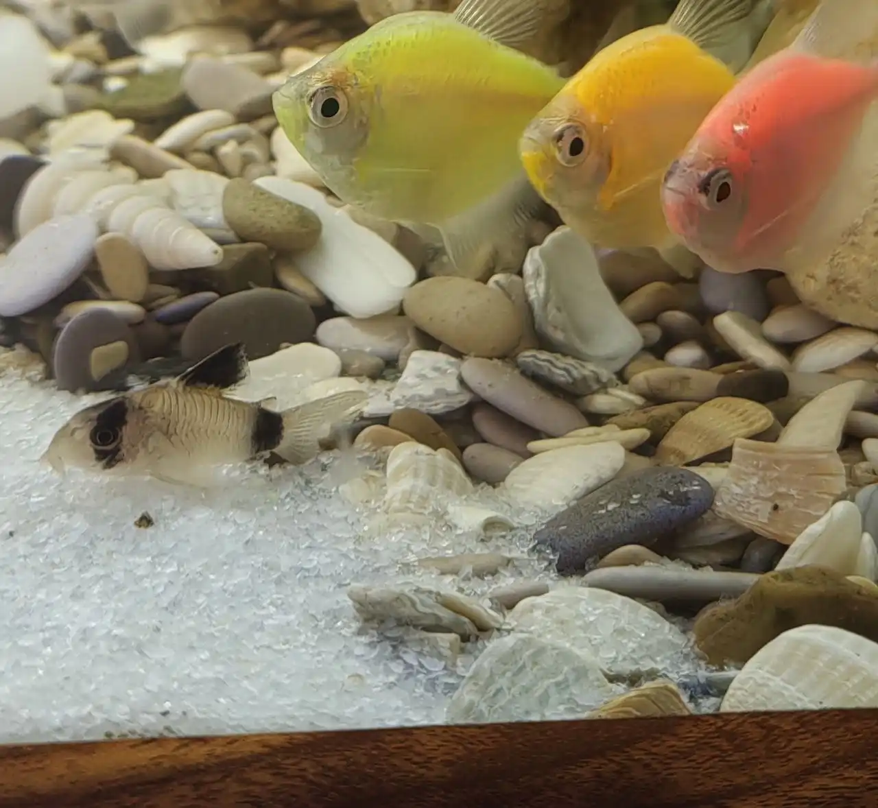 Аквариум 40 литров с рыбками и комплектом - Аквариумистика (Животные) в Хабаровск